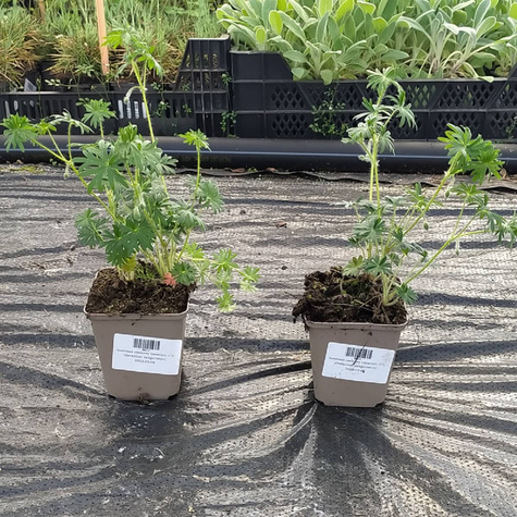 Bodziszek czerwony Geranium (C2)