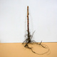 Malina czarna Plant Pack
