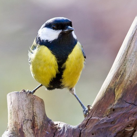 POKARM DZWONEK DLA DZIKICH PTAKÓW 400g (ME117)