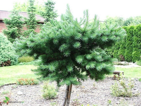 Modrzew japoński Blue Dwarf