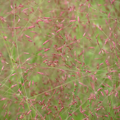 Miłka Okazała (C2)