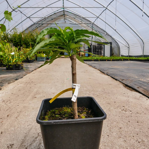 Mini brzoskwinia karłowa karłowe Honey Gold w doniczce