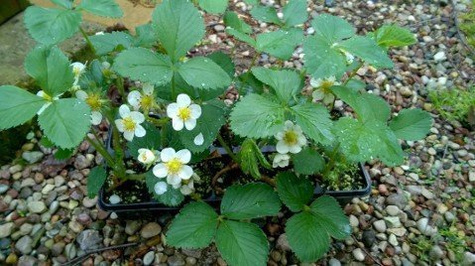 Truskawka Malinowa wczesna doniczka