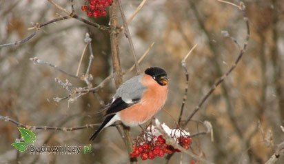 POKARM dla ptaków MEGI KARMA ZIMOWA 1000g (ME145)