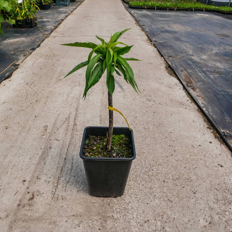 Mini Nektaryna karłowa Rubis w doniczce