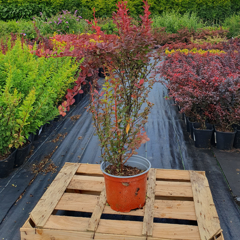 Berberys Thunberga Orange Rocket (C2)