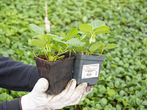 Truskawka Malinowa wczesna doniczka