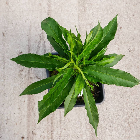 Mini brzoskwinia karłowa karłowe Honey Gold w doniczce