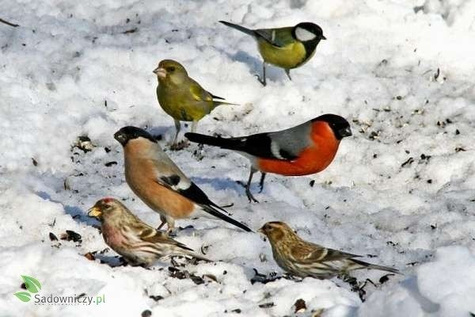 POKARM dla ptaków PTAKI ZIMUJĄCE Ptaki domowe 1L