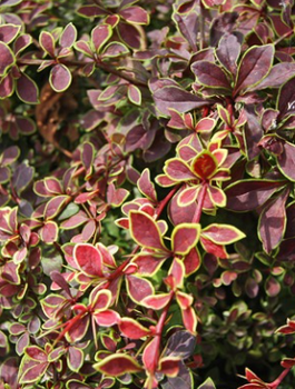 Berberys Thunberga Coronita (C2)