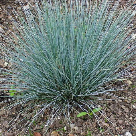 Kostrzewa popielato biała Glaucantha (C2)