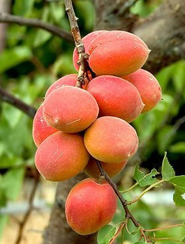 Morela Harlain Plant Pack