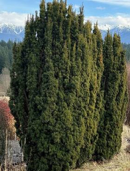 Cis pospolity doniczka