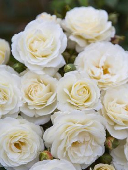 Róża rabatowa Midsummersnow biała