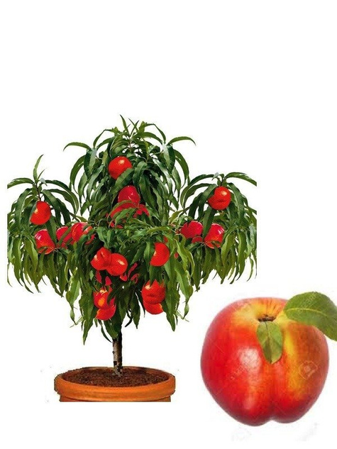 Mini Nektaryna karłowa Rubis w doniczce