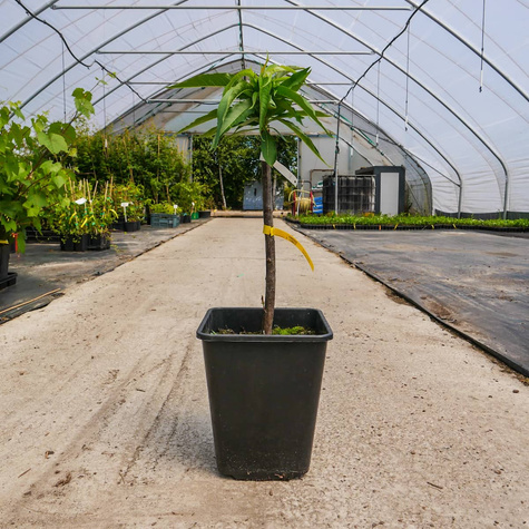 Mini Nektaryna karłowa Rubis w doniczce