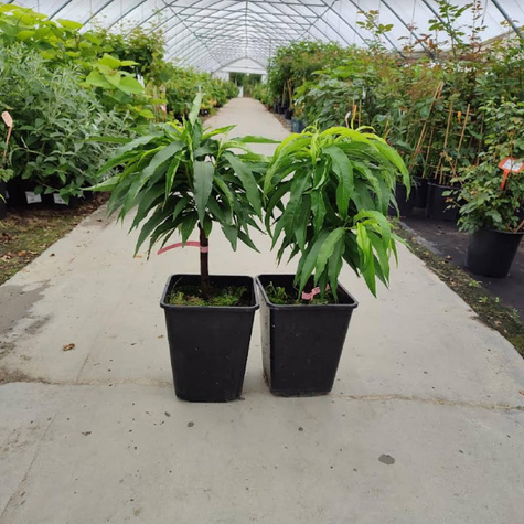 Mini brzoskwinia karłowa karłowe Honey Gold w doniczce