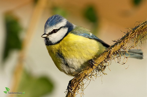 POKARM dla ptaków MEGI KARMA ZIMOWA 1000g (ME145)
