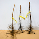 Malina czarna Plant Pack