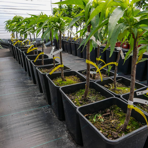 Mini Nektaryna karłowa Rubis w doniczce