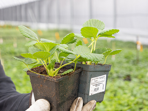 Truskawka Malinowa wczesna doniczka