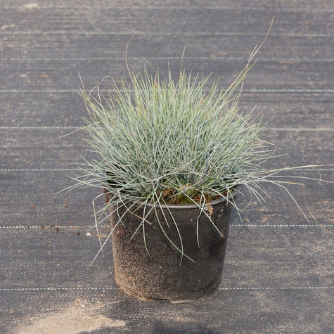 Kostrzewa popielato biała Glaucantha (C2)