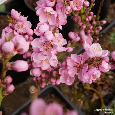 Mini Nektaryna karłowa Rubis w doniczce