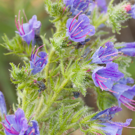 Żmijowiec zwyczajny Miododajny (C2)