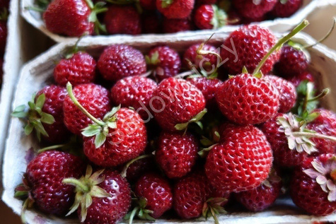 Truskawka Malinowa wczesna doniczka