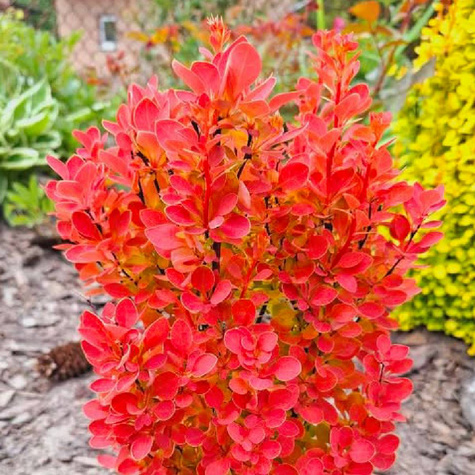 Berberys Thunberga Orange Rocket (C2)