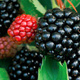 Jeżyna bezkolcowa Plant Pack