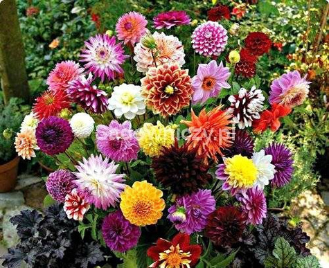 Dalia zmienna mieszanka 1g