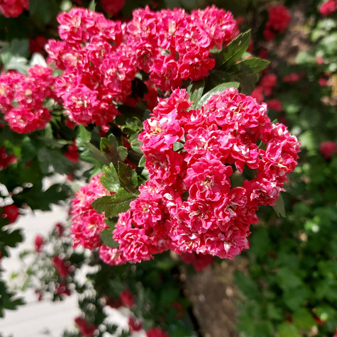 Głóg dwuszyjkowy Paul's Scarlet drzewiasty