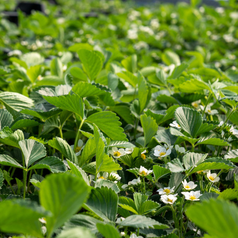 Truskawka Malinowa wczesna doniczka