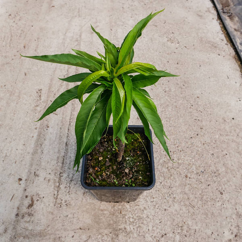 Mini Nektaryna karłowa Rubis w doniczce