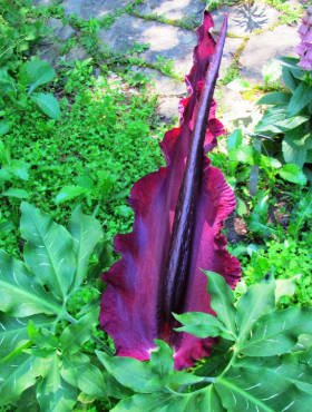 Dracunculus zwyczajny smocza lilia czerwona