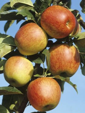 Jabłoń Koksa Pomarańczowa Plant Pack 