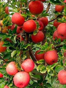 Jabłoń Ligol Plant Pack 