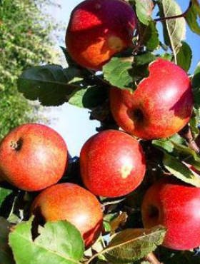 Jabłoń Red Boskoop Plant Pack