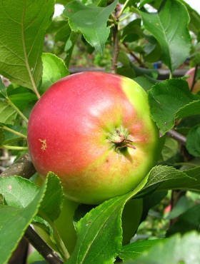 Jabłoń Witos Parchoodporny Plant Pack 