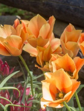Tulipan botaniczny Bronze Charm