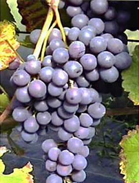 Winorośl winogrona Alden
