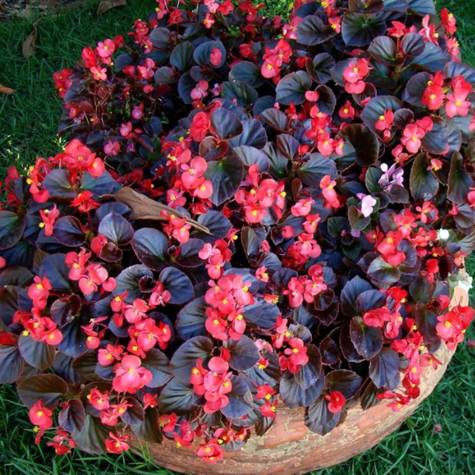 Begonia stale kwitnąca czerwona, czerwonolistna Plantico