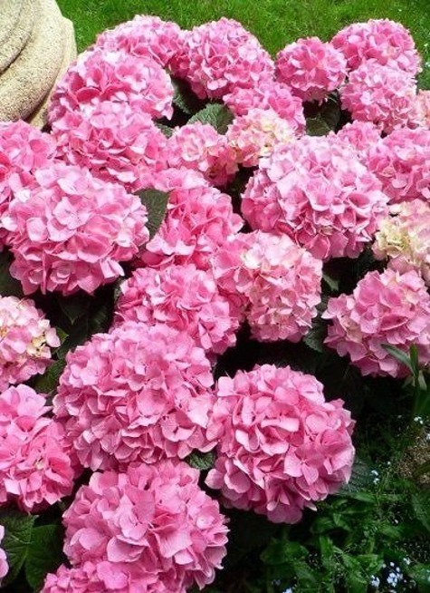 Hortensja ogrodowa Pink Beauty