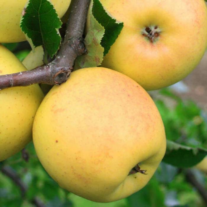 Jabłoń Ananas Berżenicki Plant Pack 