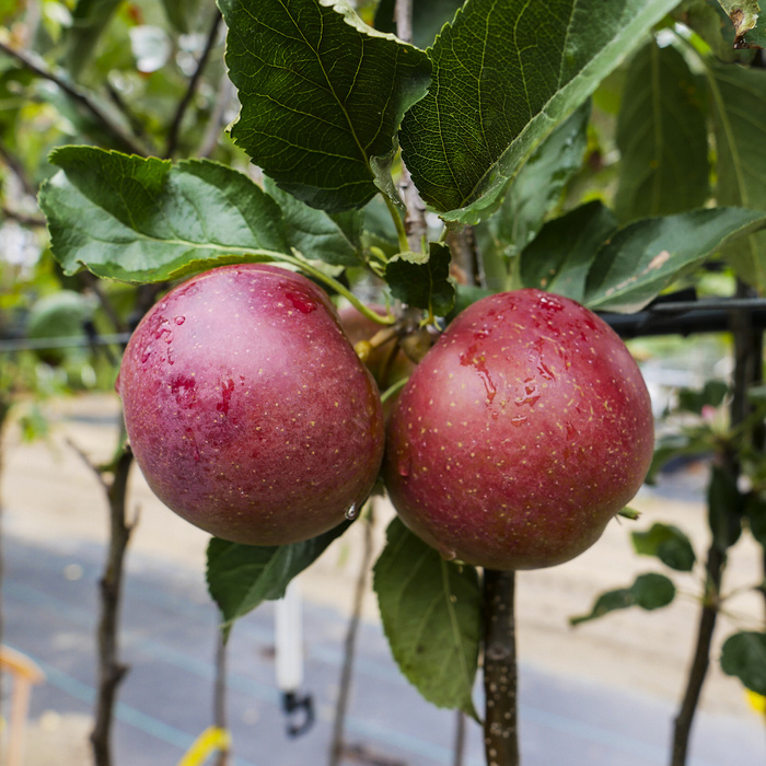 Jabłoń Florina Parchodporna Plant Pack 