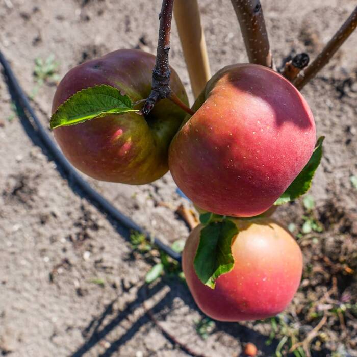 Jabłoń Szampion Plant Pack 