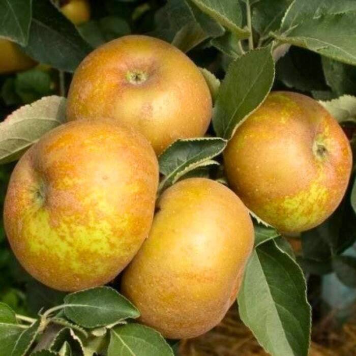 Jabłoń Złota Reneta Parchoodporna Królowa Renet Plant Pack 