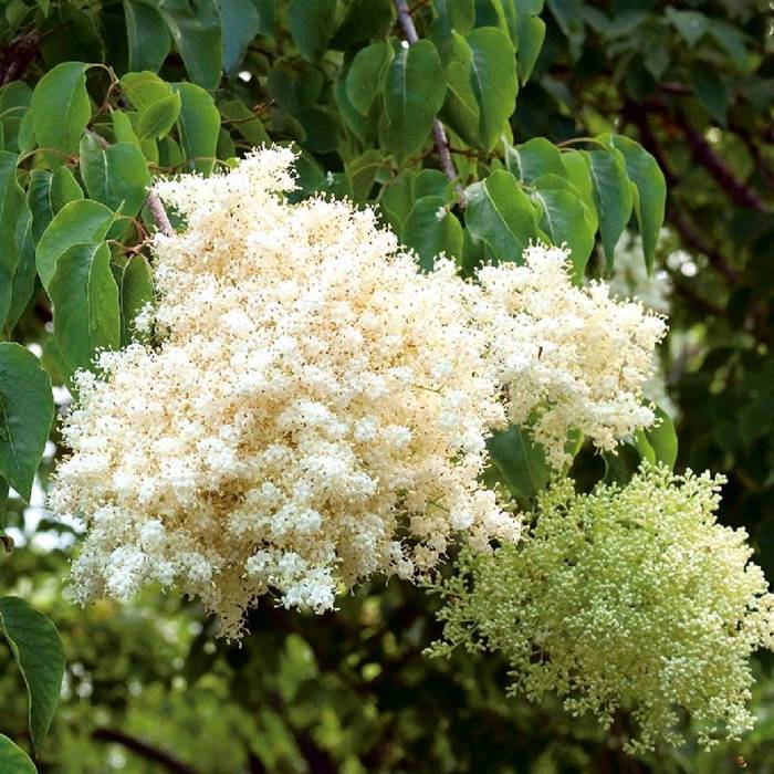 Lilak amurski japoński żyłkowany Bez pachnący miodem