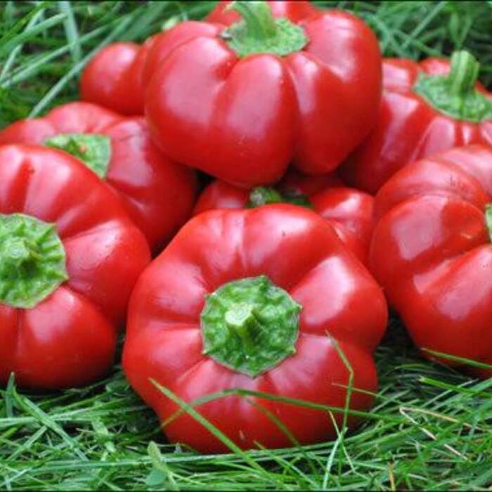 Papryka typ pomidorowy gruntowa 0,5g